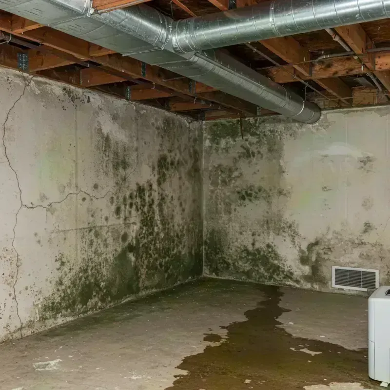 Professional Mold Removal in New Richland, MN